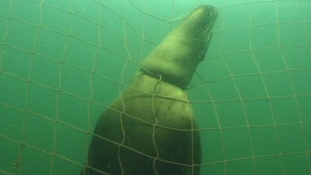 Ce lion de mer s'est emmêlé dans un filet antiprédateur près de la ferme d'élevage de Wehlis Bay et s'est noyé. Photo courtoisie de www.callingfromthecoast.com Drowned sea lion in salmon farm predator net