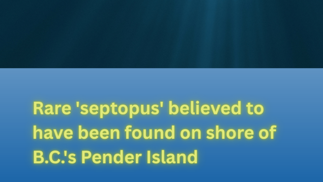 underwater image with title Rare 'septopus' believed to have been found on shore of B.C.'s Pender Island underwater image with title Rare 'septopus' believed to have been found on shore of B.C.'s Pender Island
