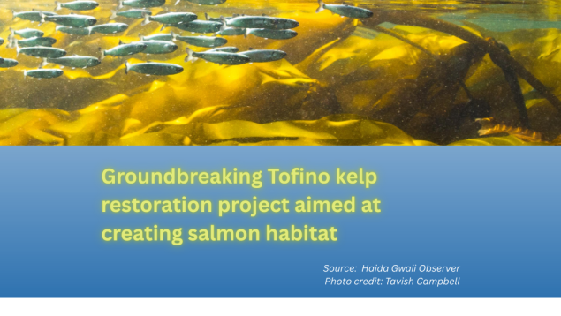 image underwater of juvenile salmon swimming in kelp with title in green text underneath on a blue background Groundbreaking Tofino kelp restoration project aimed at creating salmon habitat photo credit Tavish Campbell image underwater of juvenile salmon swimming in kelp with title in green text underneath on a blue background Groundbreaking Tofino kelp restoration project aimed at creating salmon habitat photo credit Tavish Campbell