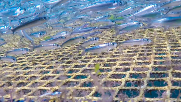 photo courtesy George Quocksister Jr. image of herring trapped in netpen
