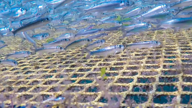 image of herring trapped in netpen