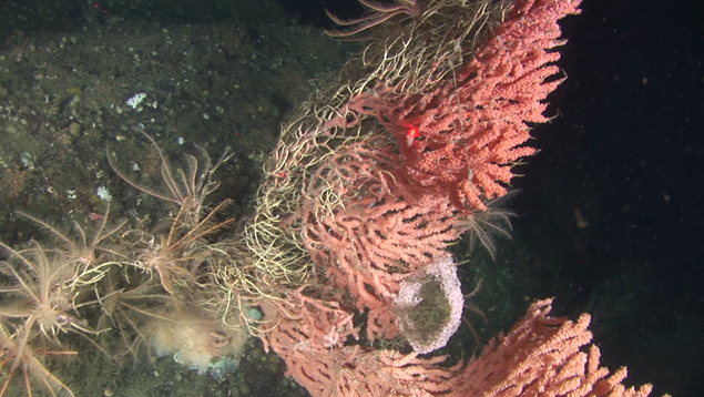 Cette espèce de Primnoa fournit un habitat pour la famille des crinoïdes, une surface pour que des masses d'oeufs puissent s'ancrés et est en plus une source d'alimentation pour d'autres espèces Primnoa coral
