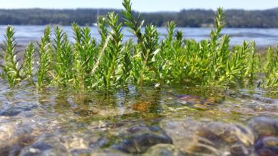 Eelgrass