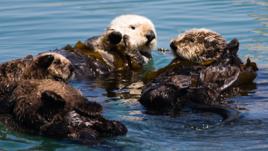 sea otters