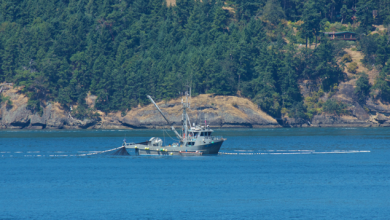 Fishing boat setting a purse seine