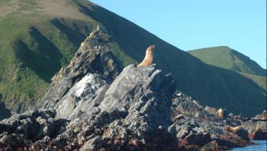 Sea lions on Triangle Island