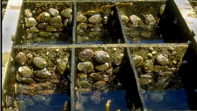 Abalone in tanks