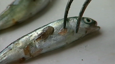 Sea lice on a smolt