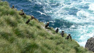 Puffins on Triangle Island