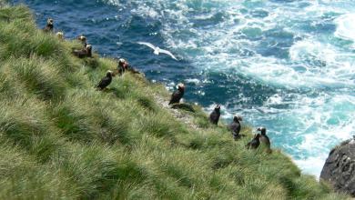 Macareux sur l'Île Triangle