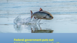 Photo of leaping salmon and title underneath Federal government puts out $412.9 million to renew the Pacific Salmon Initiative
