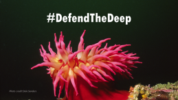 Image sea anemone defend the deep