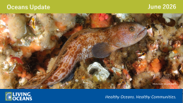 Header for OU June with photo of fish under water by Eduardo Beana
