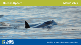Oceans Update header for March 2025 with Killer whale in the ocean. Photo taken by Neil Saxcik.