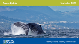 Oceans Update September Header Image with whale tail
