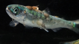 lice salmon fry