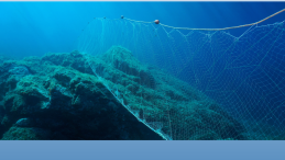 image of a gillnet with title Annette, the harbour seal, rescued from netting around her neck in West Vancouver