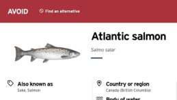 image of Atlantic salmon still in red for avoid