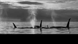 Orca Pod gather off Saturna Island