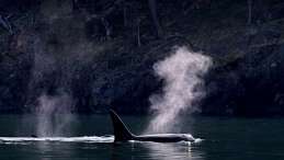 killer whalte blowing. Photo taken by Melanie Schuening