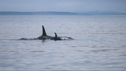 adult and infant orca fins in salish sea photo credit Christopher Hurst title First Nations group calls for urgent action to save Southern Resident Killer Whales