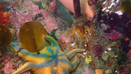 image showing starfish and sea anemones under water with title Worrying drop in ocean oxygen documented off B.C. coast photo credit Sara Ellison