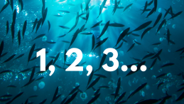 news template showing silhouette of a school of fish and the number 1, 2 and 3