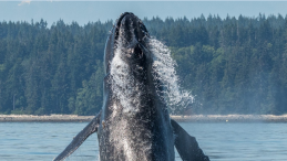 humpback whale Photographer Jan Heerwagen