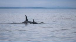orcas and title #TheMoment an orca 'moonwalked' photo credit: Christopher Hurst