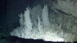 A 5-foot-wide flange on the side of a chimney in the Lost City Field is topped with dendritic carbonate growths that form when mineral-rich vent fluids seep through the flange and come into contact with the cold seawater