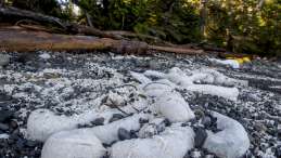 Useless oil booms pollute Heiltsuk beaches_photo Heiltsuk Nation_April Bencze