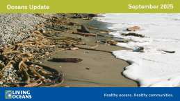 beach image with foamy waves lapping on the sand and kelp