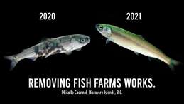 Outmigrating wild salmon bear no lice in 2021, after closure of salmon farms