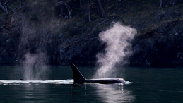 SRKW orca blowing above title Southern resident killer whales show signs of slow decline toward disappearance photo credit Melanie Schuening