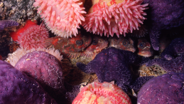 Anemones and fish hiding in the coral