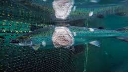 open-net pen Atlantic salmon with large legions. Photo taken by Alex Morton