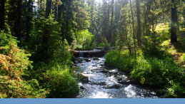 image above of creek running through forest with title below B.C. restricts water usage on Salmon River watershed amid 'severe' drought