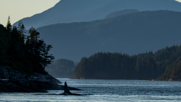 Salish waters orca swimming in the background news title Another dead calf carried