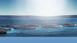 image of ocean with open net-pen fish farms in the distance title Four million salmon died prematurely at Tasmanian fish farms in 2025, government data reveals