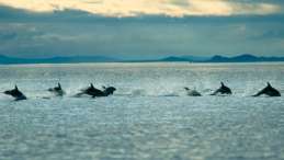 Dolphins