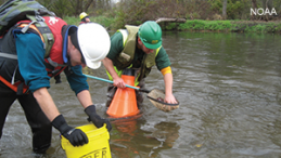 Scientists assessing the damage done to freshwater mussels in the Kalamazoo River