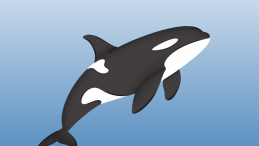 graphic of an orca with title Opinion: A story still being written for Southern Resident killer whales