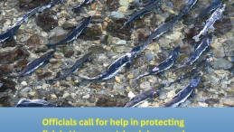 image of salmon in river above and title Officials call for help in protecting fish in Vancouver Island rivers and streams below with LOS logo and catch phrase
