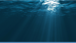 underwater image with title Hundreds of dead salmon still 'chock-full' of eggs found in Abbotsford, B.C., creek