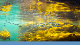 juvenile salmon swimming in kelp with title How salmon respond to closure of salmon farms photo credit Tavish Campbell
