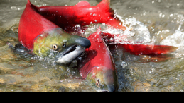 Wild sockeye salmon spawning in British Columbia.