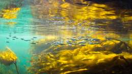 underwater photo of juvenile salmon in kelp. Photo credit Tavish Campbell