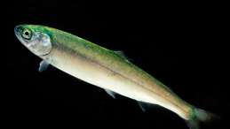 Clean smolts following salmon farm removal
