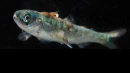 Tavish Campbell photo of sea lice infested salmon