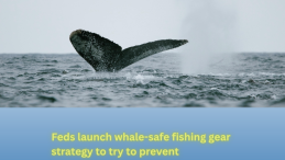 wahle tail flicking over grey ocean with title underneath Feds launch whale-safe fishing gear strategy to try to prevent entanglements
